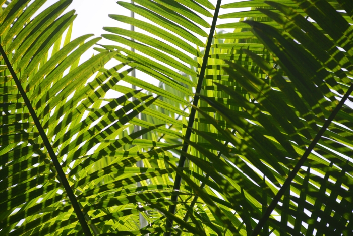 Euterpe oleracea image