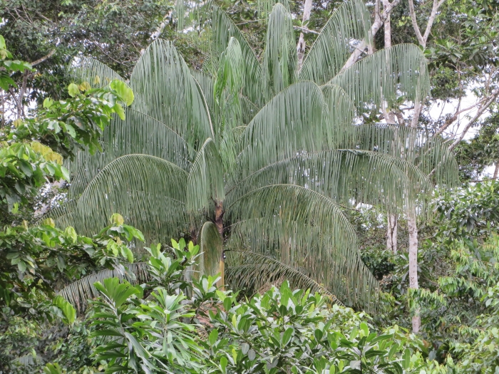 Euterpe precatoria image