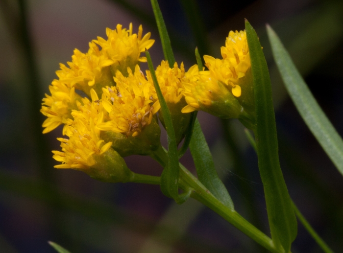 Euthamia caroliniana image