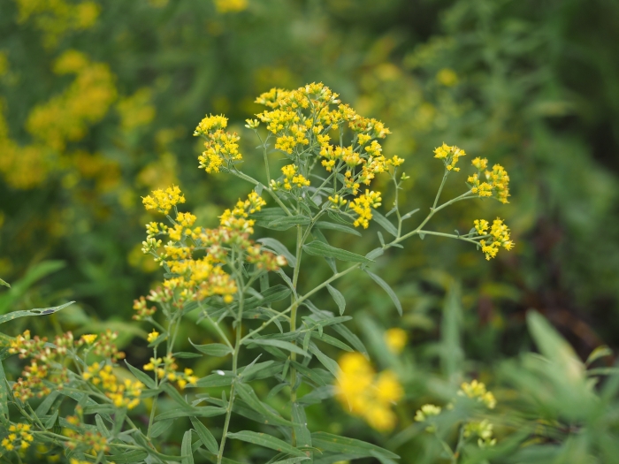 Euthamia graminifolia image