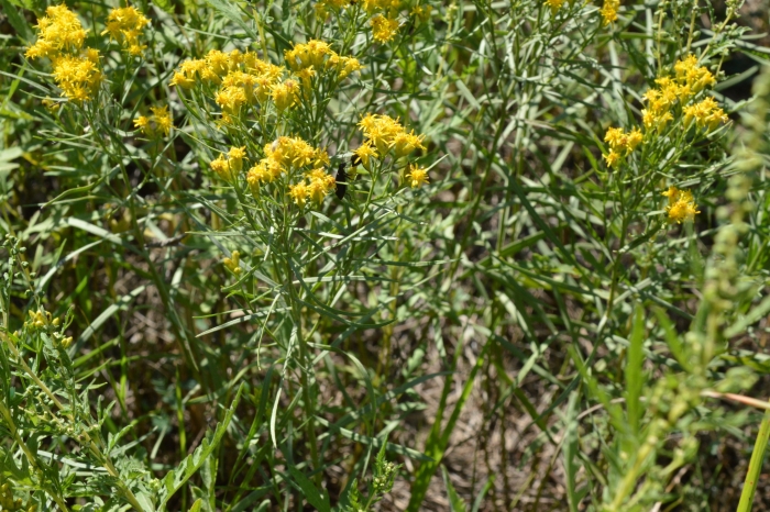 Euthamia gymnospermoides image