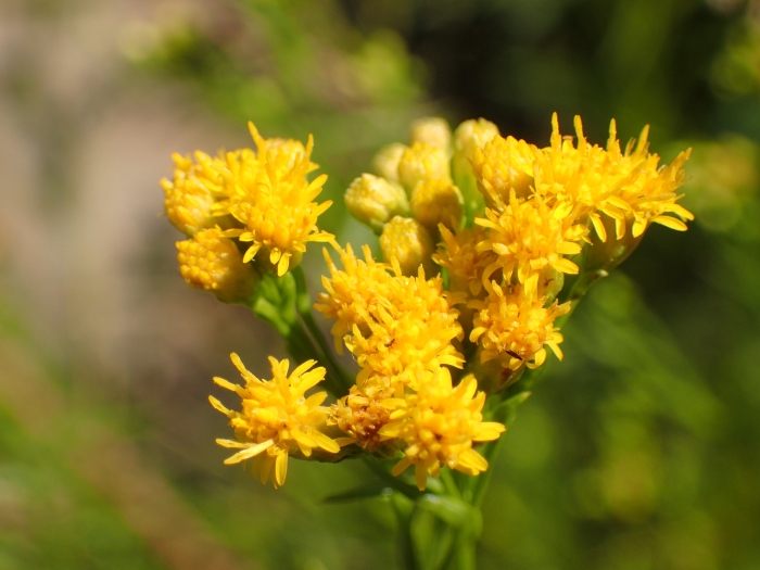 Euthamia occidentalis image