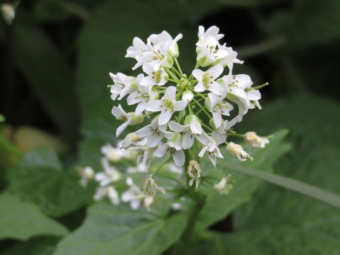 Eutrema japonicum image