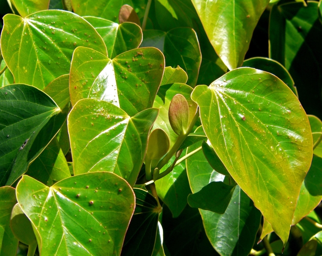Exbucklandia populnea image