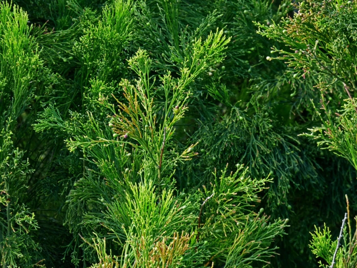 Exocarpos cupressiformis image