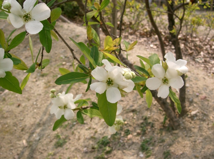 Exochorda racemosa image