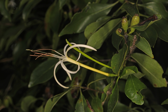 Exostema caribaeum image