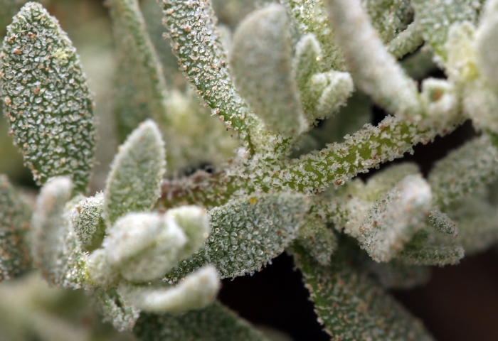 Extriplex californica image