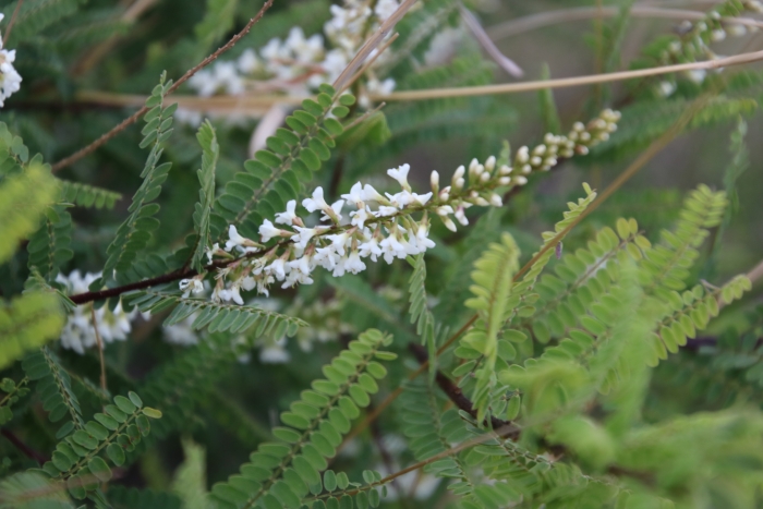 Eysenhardtia polystachya image