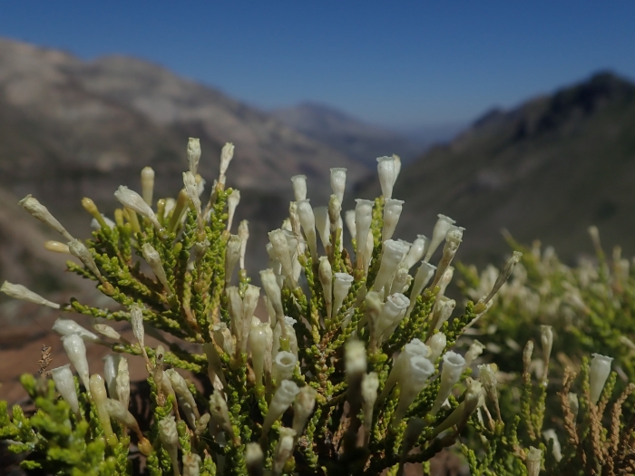 Fabiana imbricata image