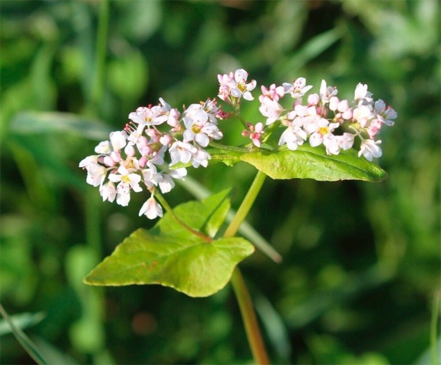 Fagopyrum esculentum image