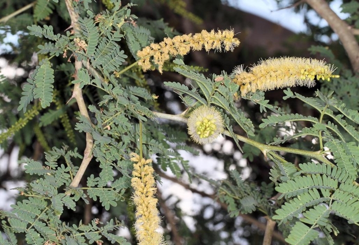 Faidherbia albida image