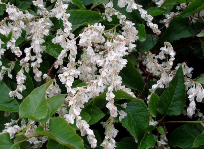 Fallopia baldschuanica image
