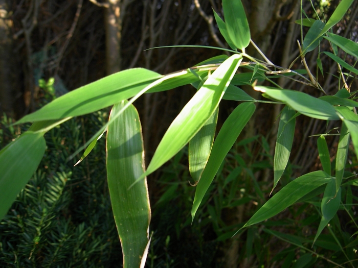 Fargesia murielae image