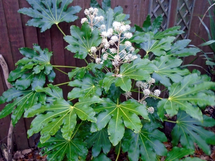 Fatsia japonica image
