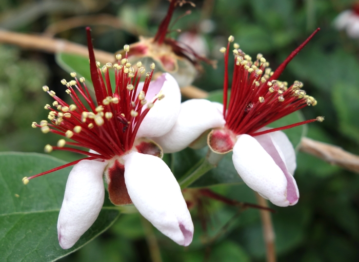 Feijoa sellowiana image