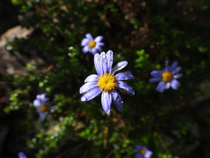 Felicia aethiopica image