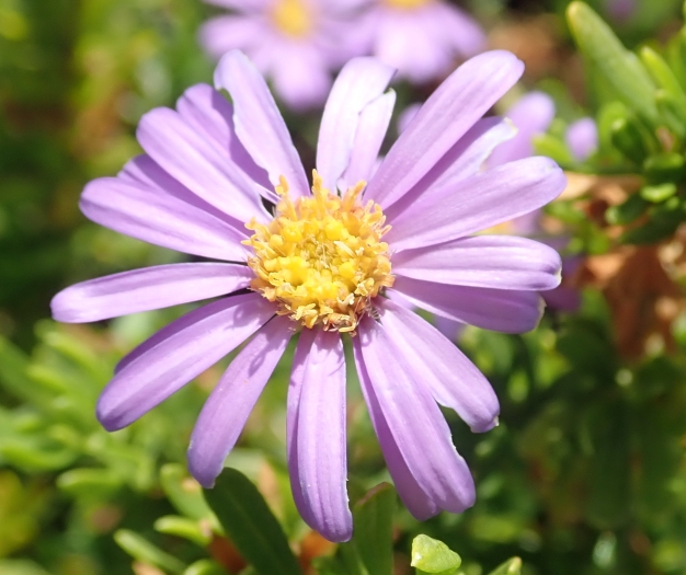 Felicia fruticosa image