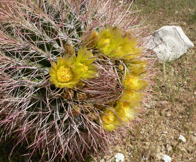 Ferocactus cylindraceus image