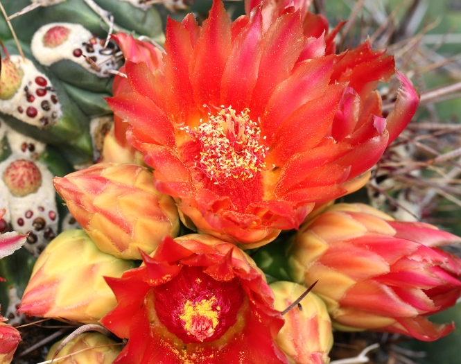 Ferocactus emoryi image