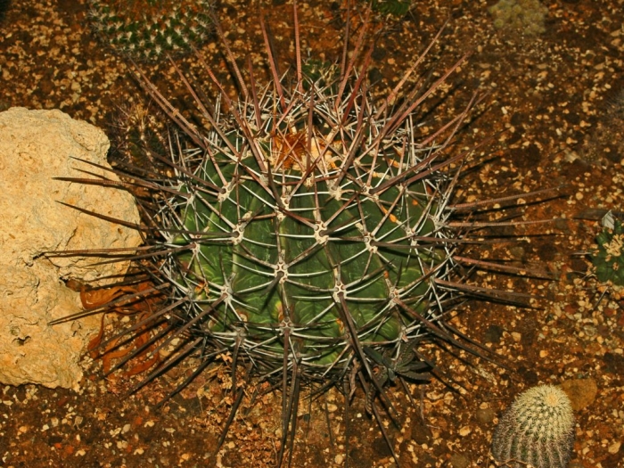 Ferocactus rectispinus image