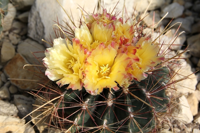 Ferocactus hamatacanthus image