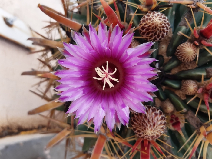 Ferocactus latispinus image