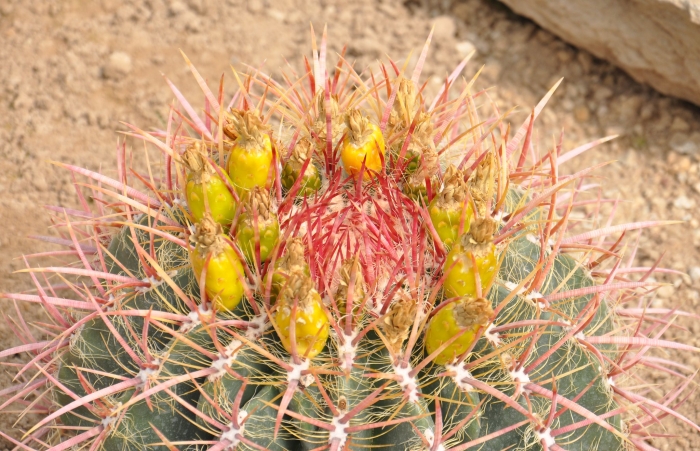 Ferocactus pilosus image