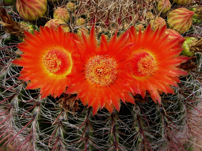 Ferocactus wislizeni image