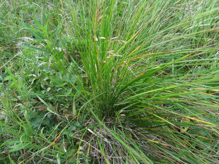 Festuca altaica image