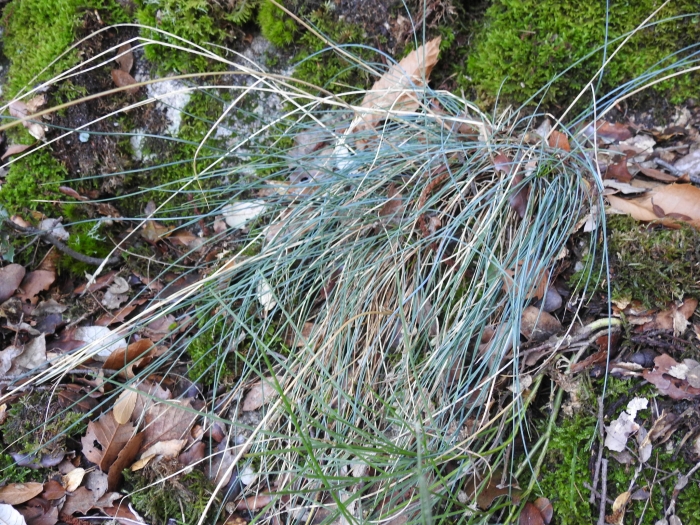 Festuca arvernensis image