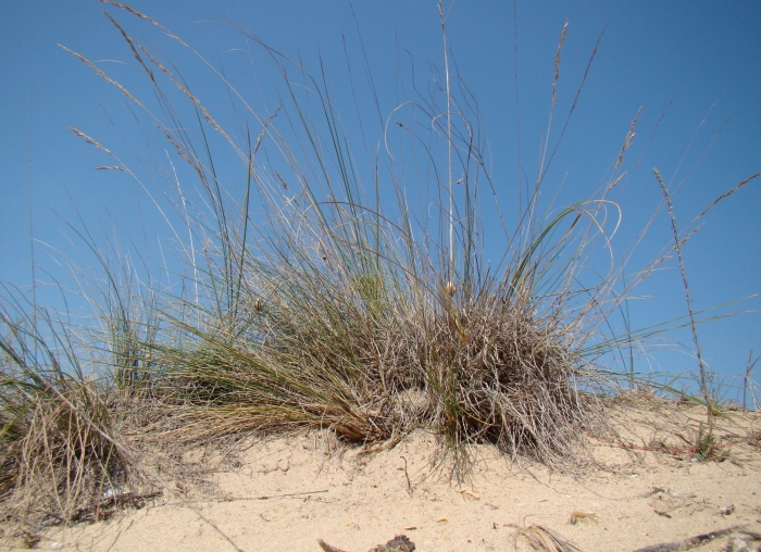 Festuca beckeri image