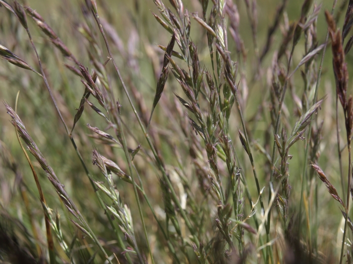 Festuca brachyphylla image