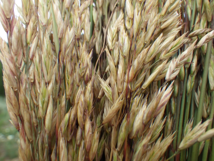 Festuca campestris image