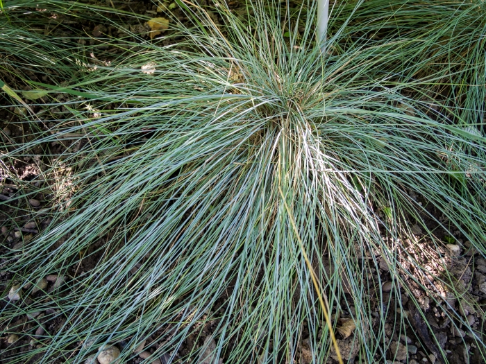 Festuca glauca image