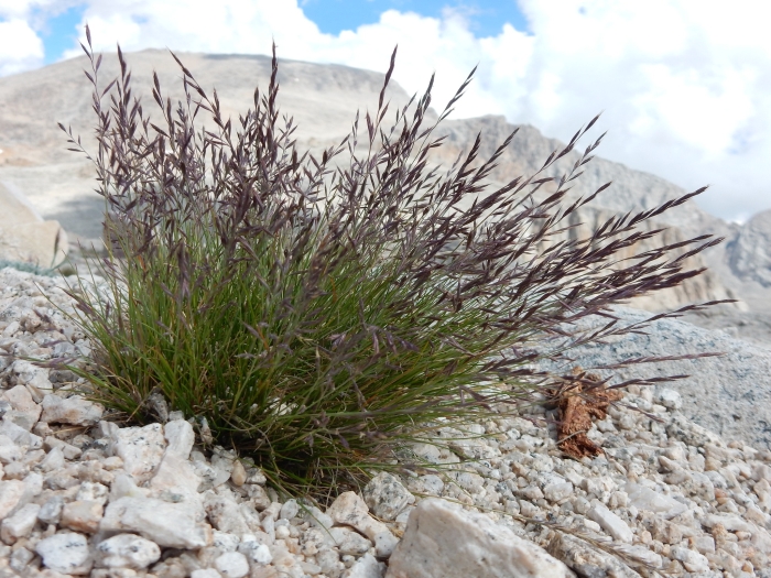 Festuca idahoensis image