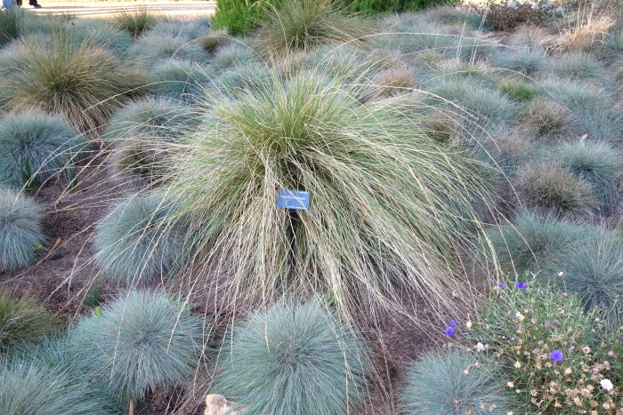 Festuca mairei image