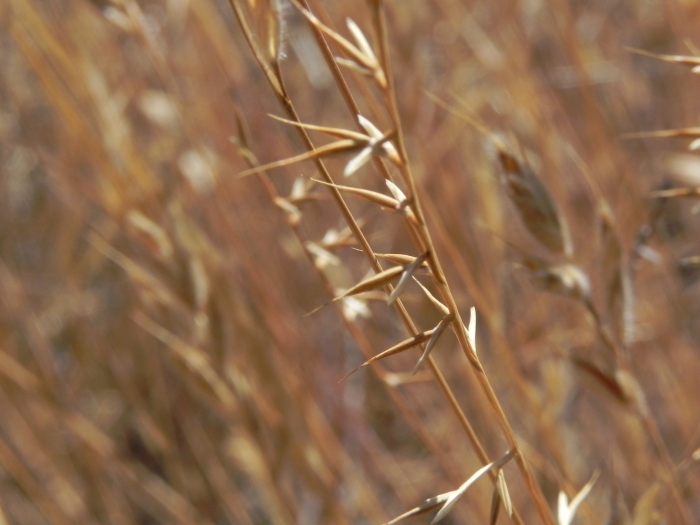 Festuca microstachys image