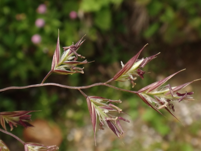 Festuca nigrescens image