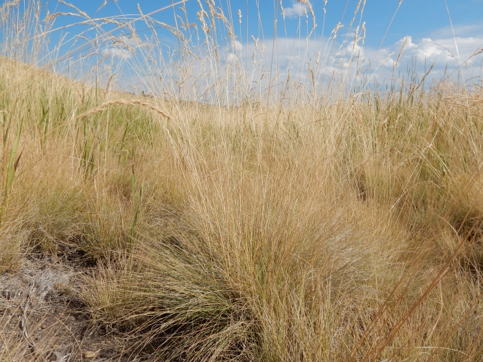 Festuca ovina image