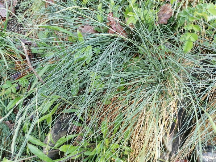 Festuca pallens image