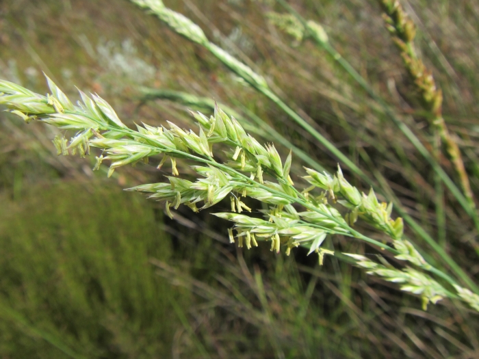 Festuca scabra image