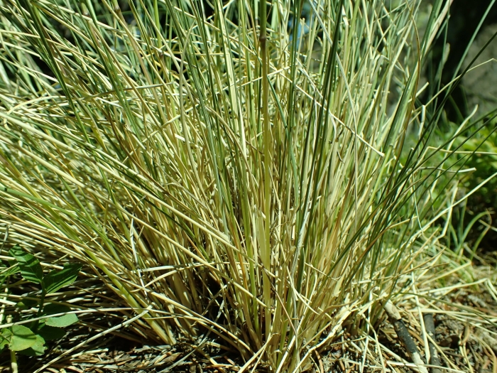 Festuca thurberi image