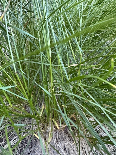Festuca viridula image
