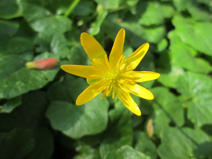 Ficaria verna image