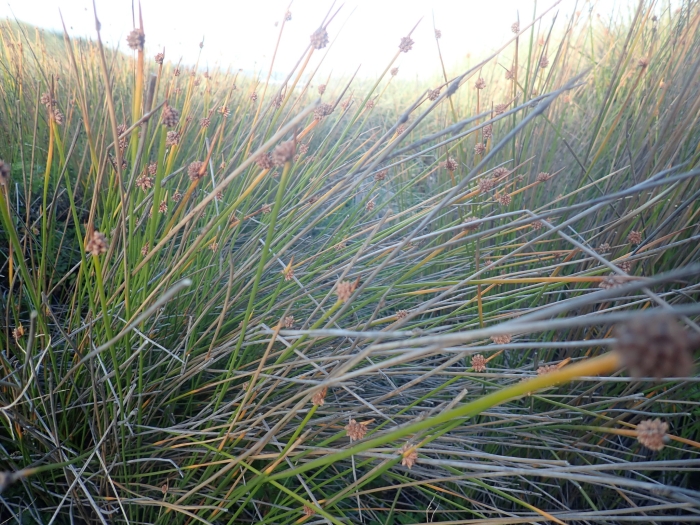 Ficinia nodosa image