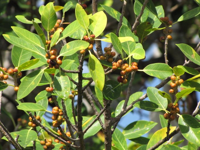 Ficus aurea image