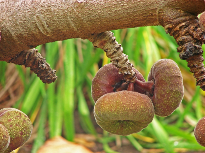 Ficus auriculata image