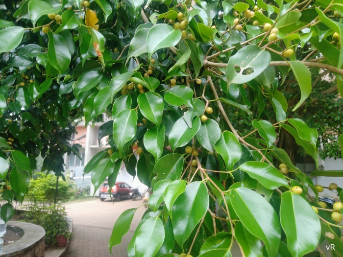 Ficus benjamina image