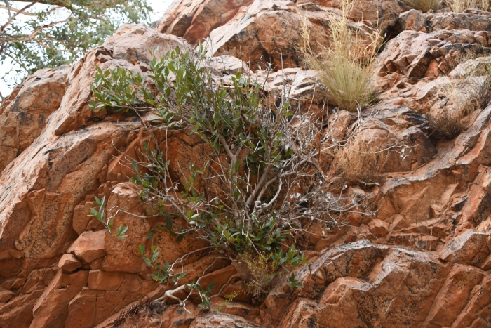 Ficus brachypoda image